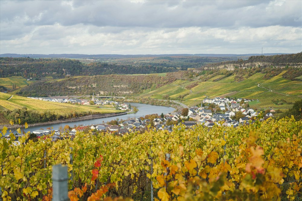 Côte Rôtie : Découverte de son Évolution et Unicité