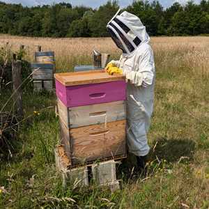 Sébastien, un éleveur d'abeilles à Franconville